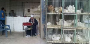 التداعيات الاقتصادية المحتملة للتعويم الجزئي.. مصر نموذجا